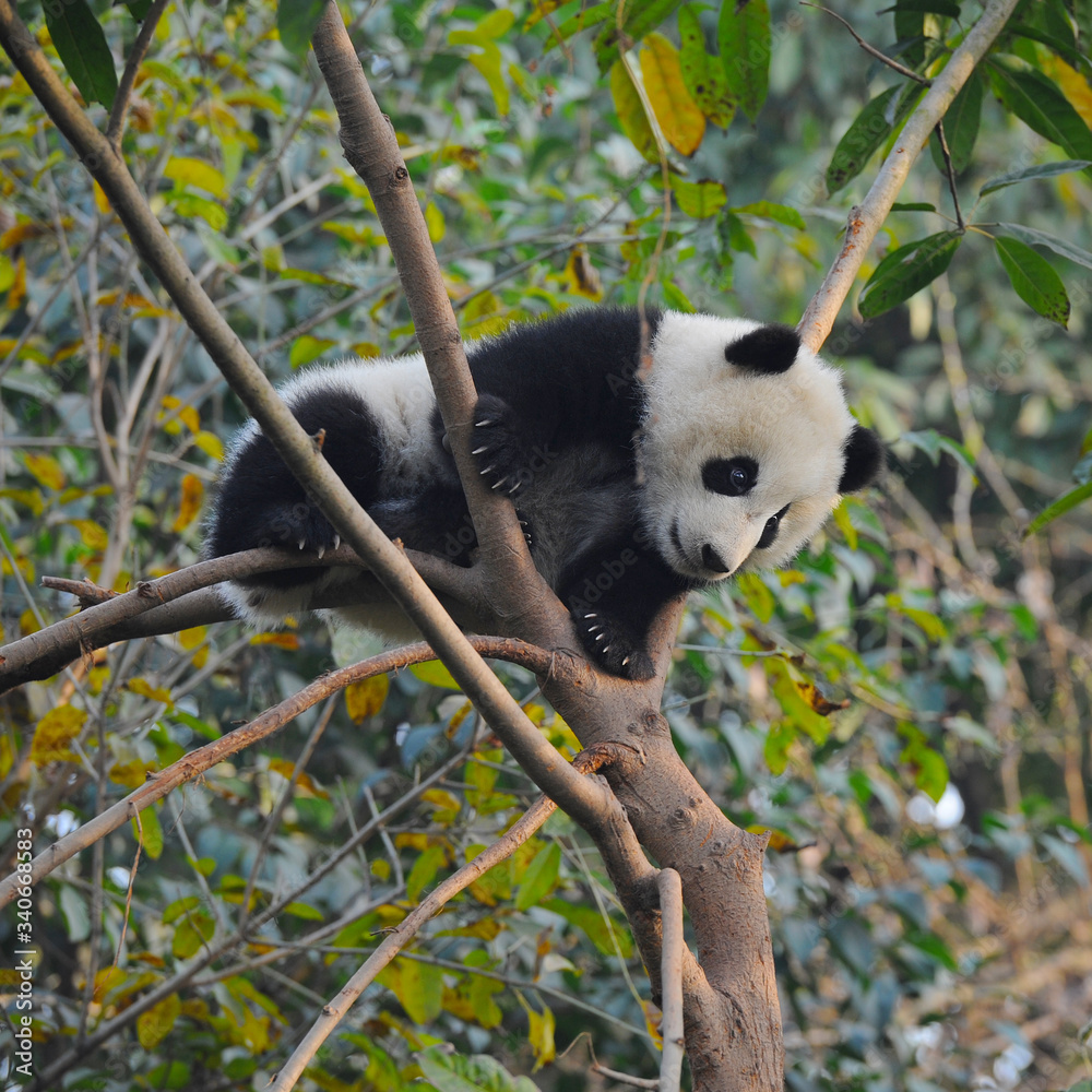Fototapeta premium Cute giant panda bear climbing in tree