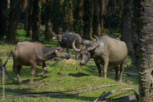 Buffalo family among green vegetation. Large well maintained bulls grazing in greenery, typical landscape of palm plantation in Malaysia. Agriculture concept, traditional livestock in Asia.