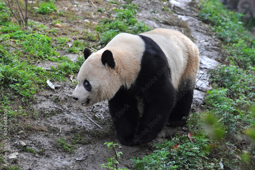 Fototapeta premium Giant panda bear going for a walk
