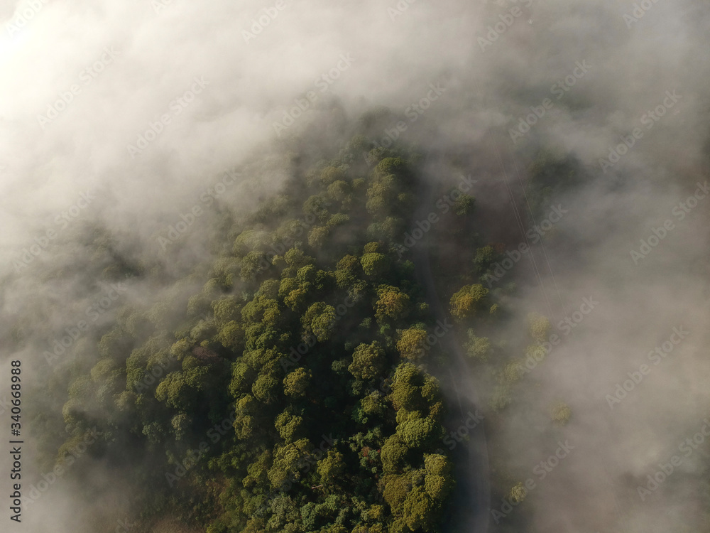 Fototapeta premium fog in the forest aerial view 