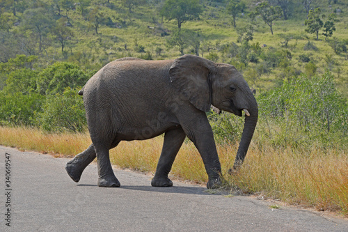 Słoń w Parku Krugera, w Republice Południowej Afryki - RPA
