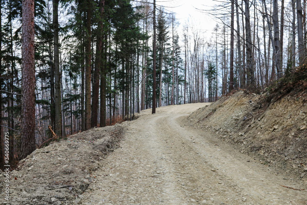 Road through the forest destroyed by human economy. Road through the forest destroyed by human economy.
