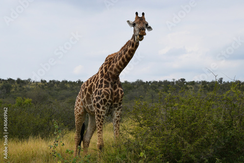 Żyrafa w Parku Narodowym Krugera w Republice Południowej Afryki