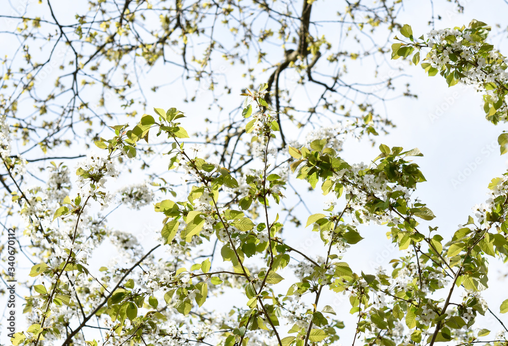 Fototapeta premium Springtime, cherry tree blossom