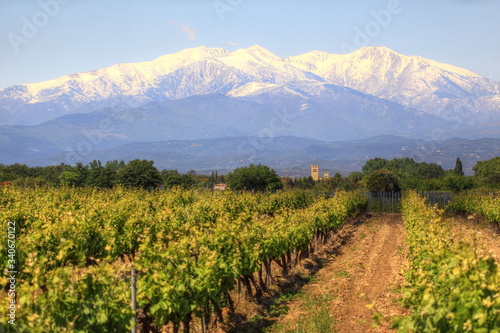 Vignoble avec vue sur le Mont Canigou dans les Pyrénées orientales (France)
