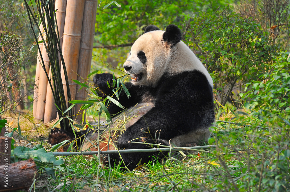 Fototapeta premium Cute giant panda bear eating bamboo