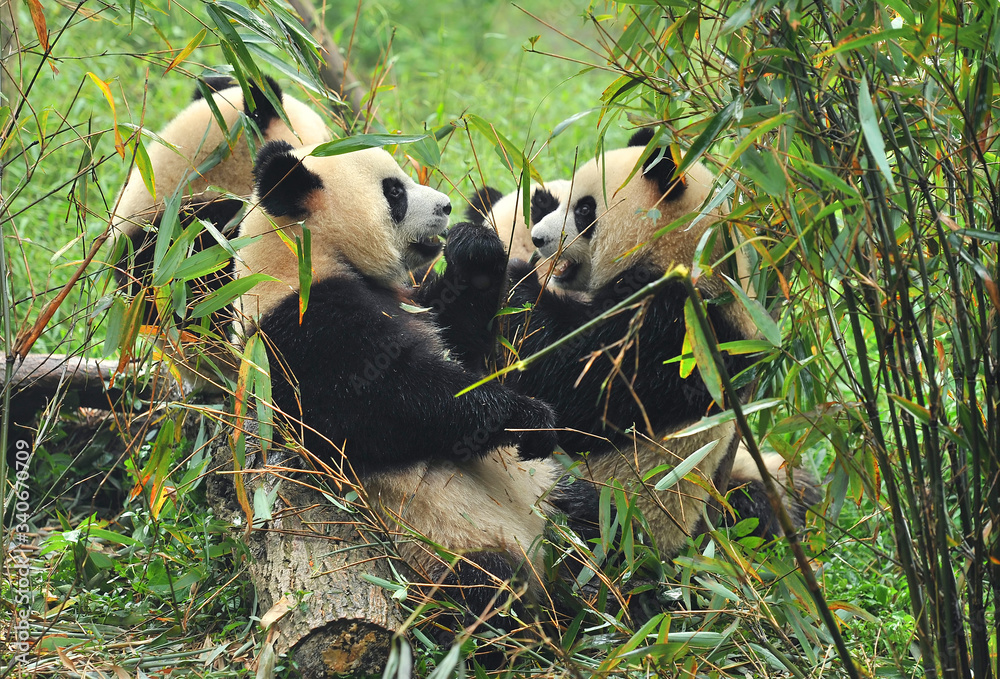 Obraz premium Cute giant panda bears eating bamboo