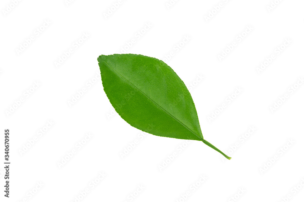 Orange leaf isolated on white background Orange leaf isolated on white background