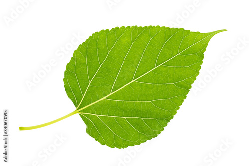 Close up under mulberry leaf on isolate white background