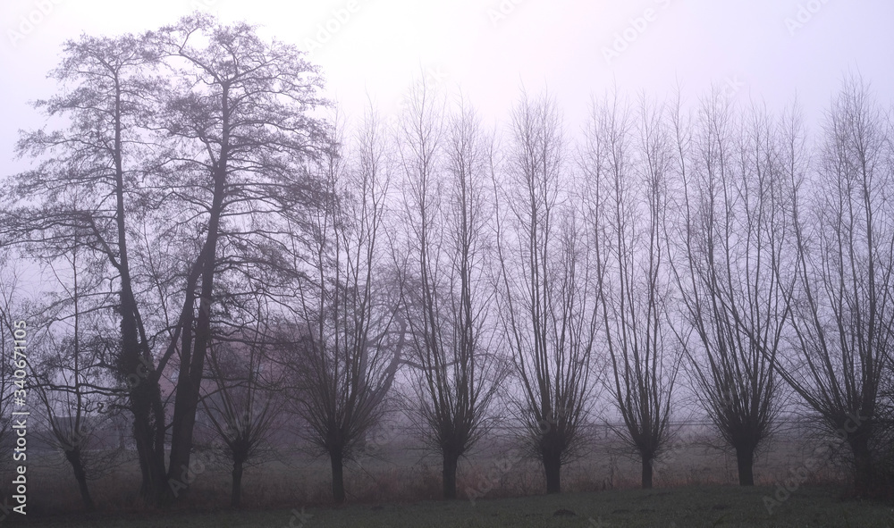 Trees in a row on a misty morning. Fear-inspired.