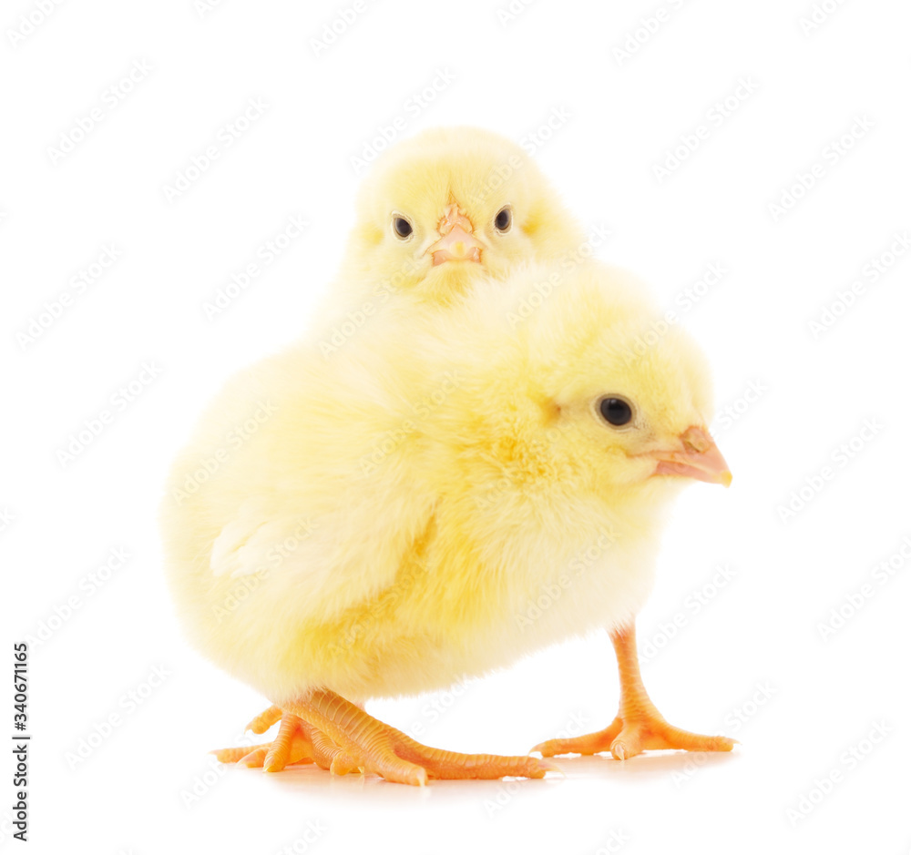 Two small chickens. Two small chickens.