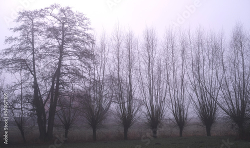 Trees in a row on a misty morning. Fear-inspired.