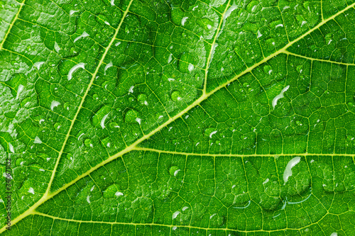 Natural green leaf and drops of water, texture background