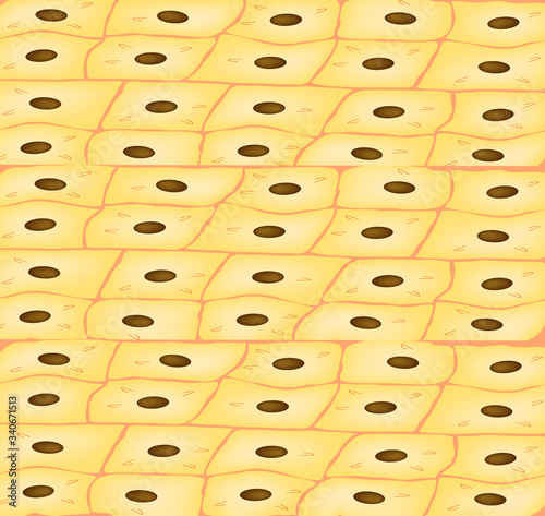 The texture of the dermis. Background epidermis. Cytology histological structure of the skin. Background of the epithelium. Vector illustration