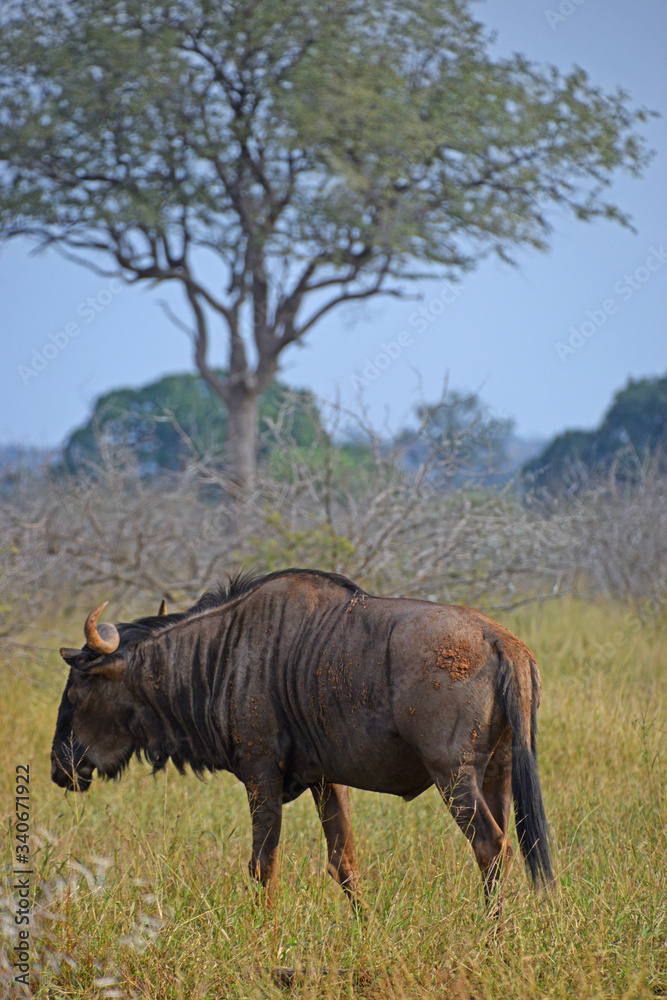 Antylopa Gnu w Południowej Afryce Antylopa Gnu w Południowej Afryce