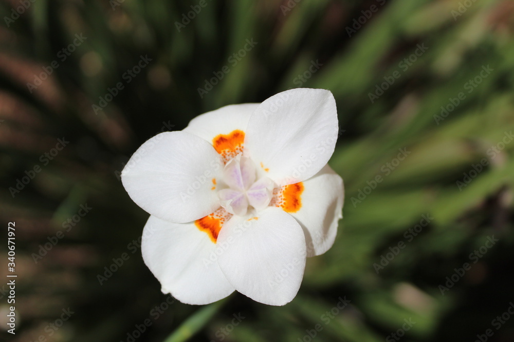 orchides orchides