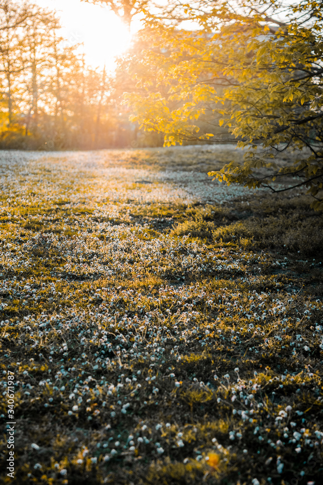 Beautiful detail close up view of small daisy flowers in the sunset light on a natural grass meadow in th enature landscape Beautiful detail close up view of small daisy flowers in the sunset light on a natural grass meadow in th enature landscape