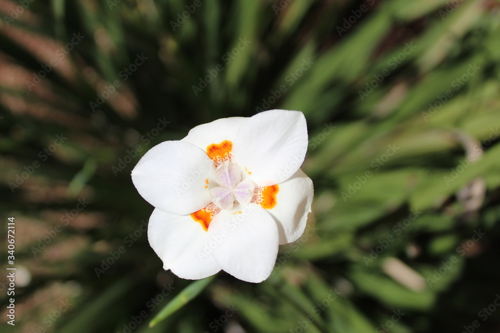 orchides orchides