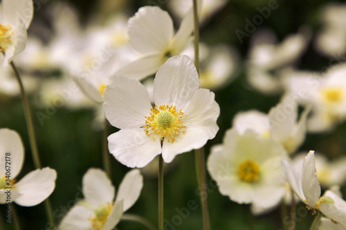 Obraz na plátne white Japanese anemone plant, hybrida Whirlwind