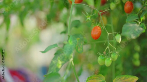 Gardener's hand picking Cherry tomato from the plant , daylight.