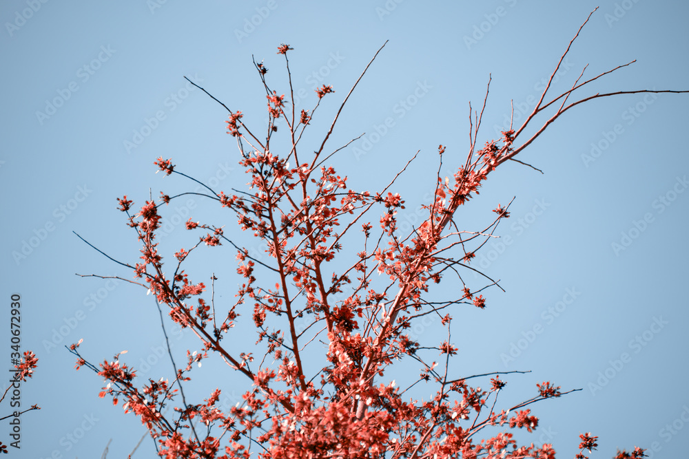 red autumn leaves blossom