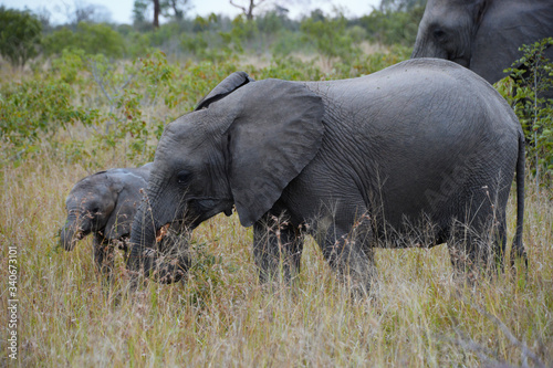 Rodzina słoni wędrująca w stadzie, Południowa Afryka (RPA)