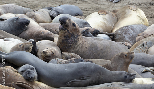 The northern elephant seal (Mirounga angustirostris) is one of two species of elephant seal (the other is the southern elephant seal). on the coast of California, the Big Sur