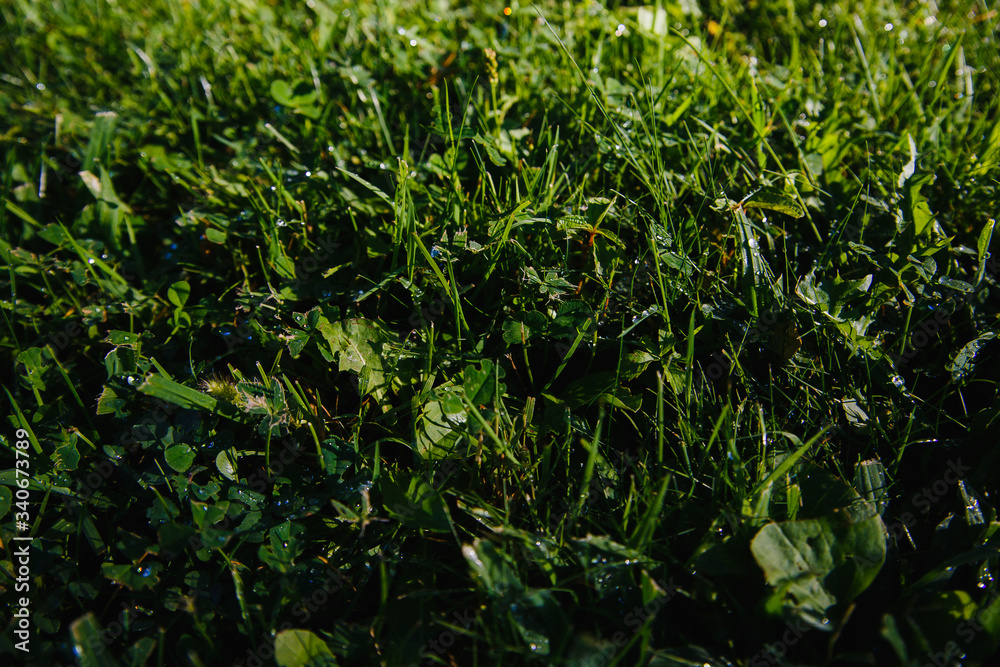 drops of dew on a green grass. mowed lawn drops of dew on a green grass. mowed lawn