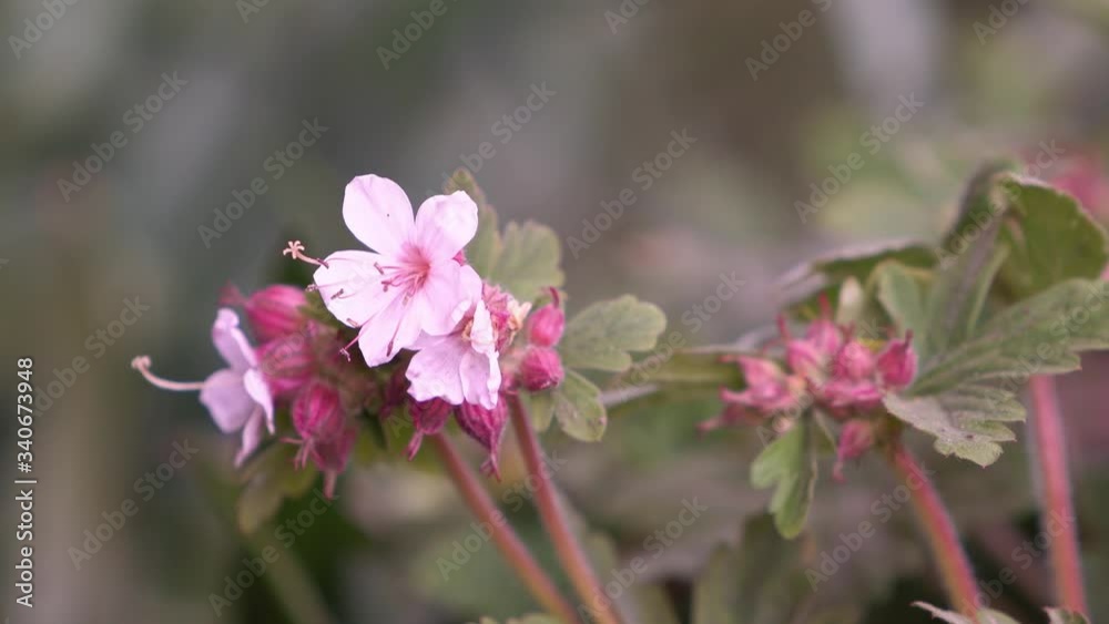 Blurring blossom. Summer garden scene. Sunbeams and bokeh over a blur banner, header or billboard. Valentine, love, Mothers day, wedding, summer and springtime. Blurring blossom. Summer garden scene. Sunbeams and bokeh over a blur banner, header or billboard. Valentine, love, Mothers day, wedding, summer and springtime.