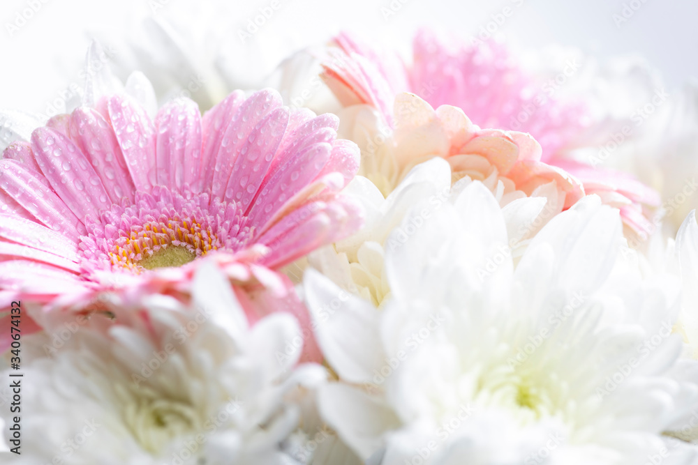 Still life of flowers on white background Still life of flowers on white background