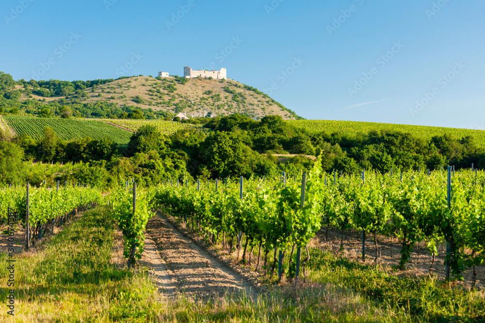 vineyards, castle Devicky, Palava, Moravia region, Czech Republic