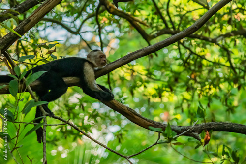 Capuchin Monkey Hanging on Jungle Branches and Palm Trees photo
