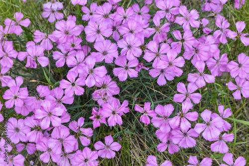 Background of wild carnations.