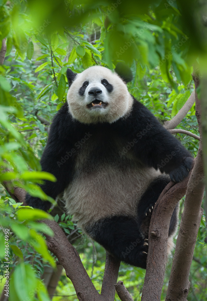 Fototapeta premium Giant panda bear climbing in tree