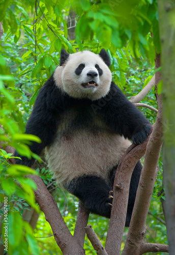Giant panda bear climbing in tree