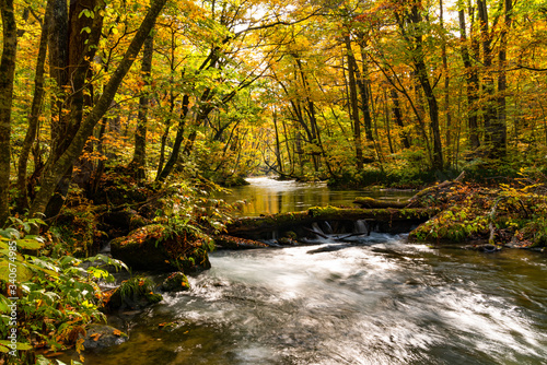 Beautiful scenic view of Oirase Mountain Stream flow in the colorful autumn foliage forest at Oirase Gorge in Towada Hachimantai National Park  Aomori Prefecture  Japan.