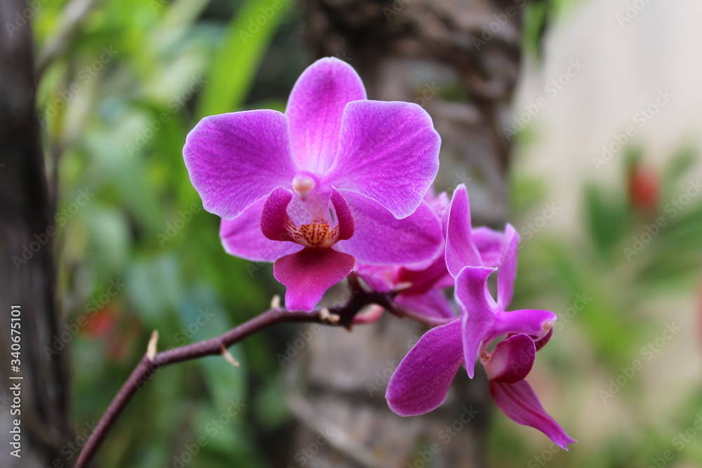 orchides