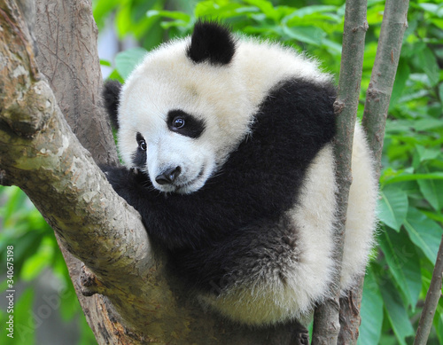 Cute young giant panda bear in tree