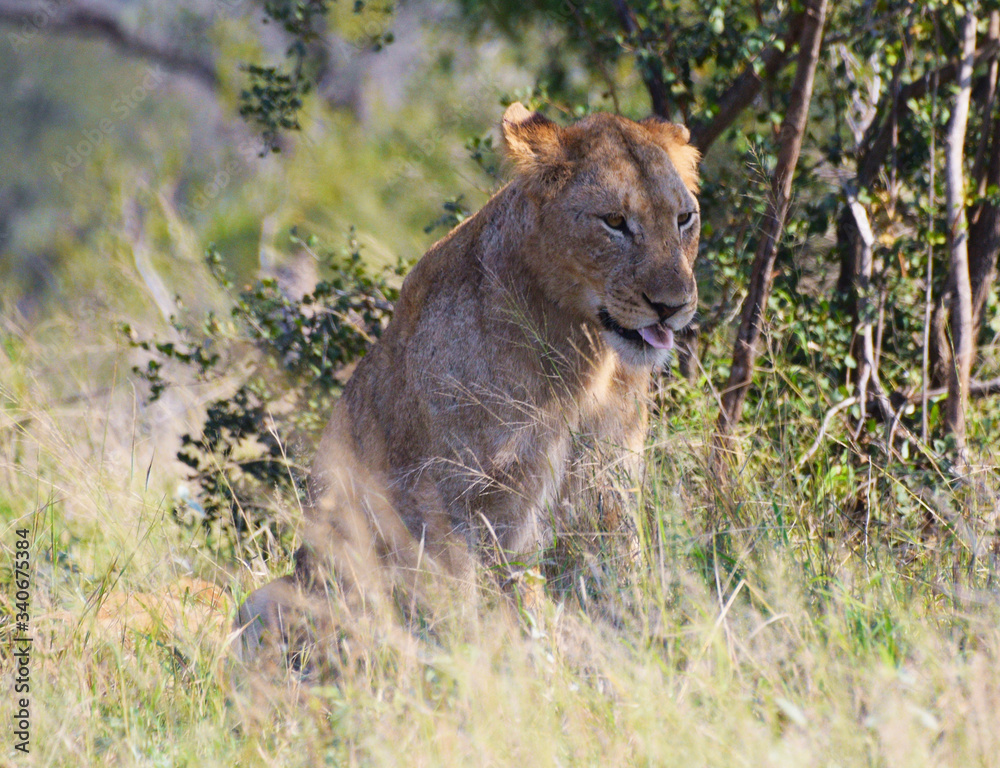 Lwica odpoczywająca w cieniu pod drzewem w Republice Południowej Afryki - obrazy, fototapety, plakaty 