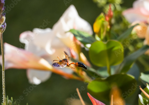 potter wasp flying between plants photo