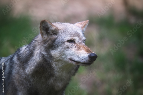 Mackenzie Valley wolf side profile