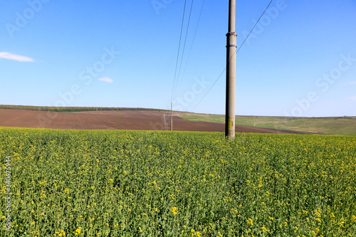 Rapeseed Fiels