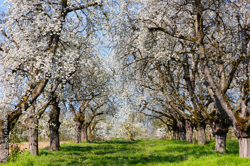 Kirschblüte in Wiesbaden-Frauenstein. 08.04.2020.