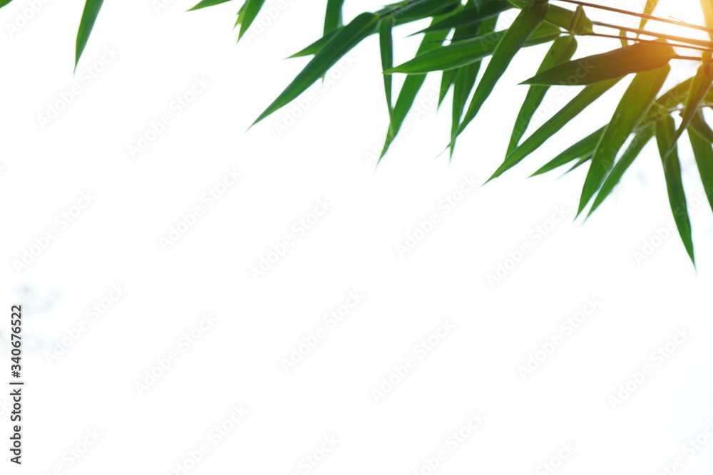 Closeup nature view of green leaf on blurred greenery background Closeup nature view of green leaf on blurred greenery background