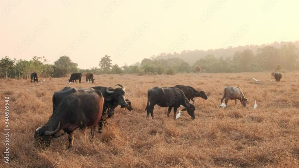 Group of domestic buffaloes grazing in the field at sunset in India Group of domestic buffaloes grazing in the field at sunset in India