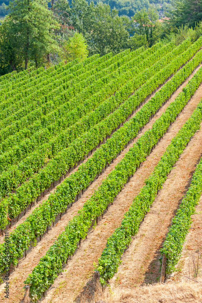 vineyards in the wine region Languedoc-Roussillon, Roussillon, France vineyards in the wine region Languedoc-Roussillon, Roussillon, France