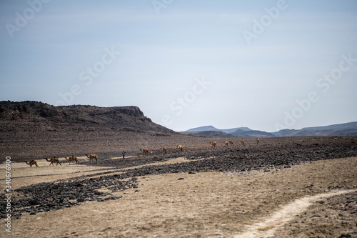 A caravan is crossing the desert near lac Abbe