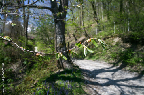 Young elm leaves in the spring forest.