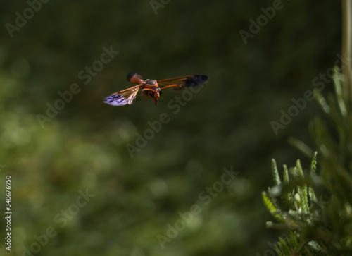 potter wasp flying close up