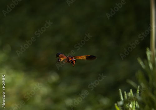 potter wasp flying near